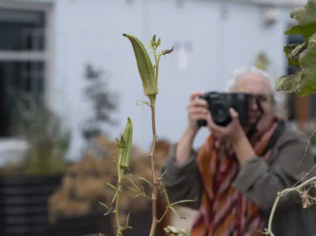 A person with gray hair and glasses, wearing a colorful scarf, takes a photo of okra plants growing outdoors. The okra pods are in focus, while the person and background are blurred.