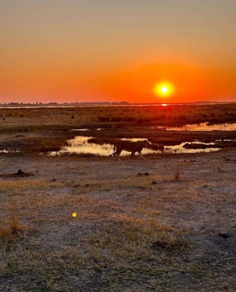 A lion walks across a dry savannah landscape with patches of grass and water, silhouetted against an orange and red sunset. The sky is clear, and the sun is near the horizon, casting reflections on the water.