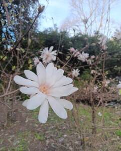Close-up of a white star-shaped magnolia flower blooming on a tree branch. The background features additional blossoms with bare branches and greenery, set against a blue sky.