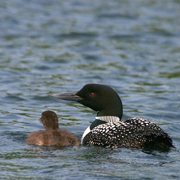 adult loon with chick