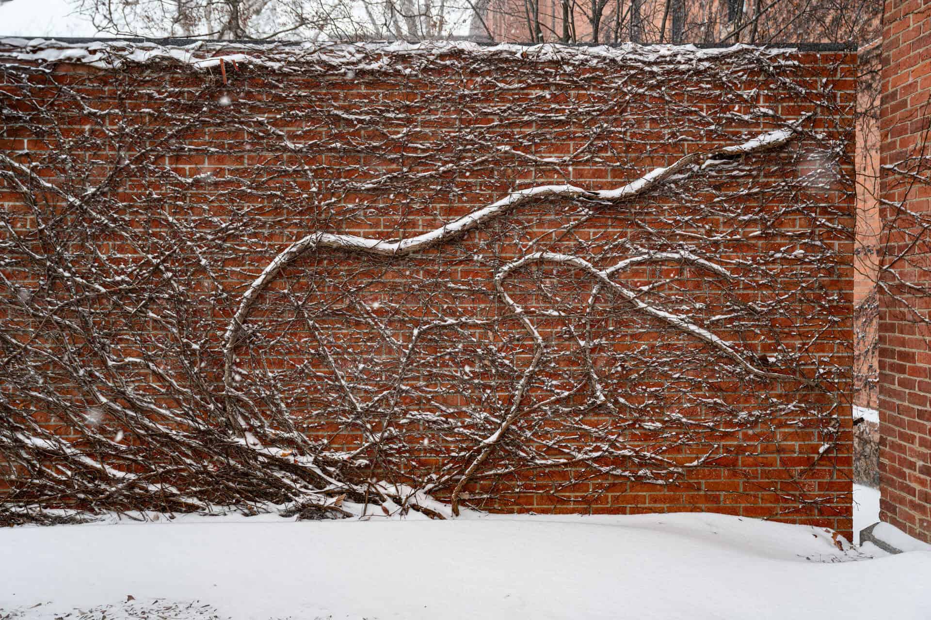 A brick wall covered in leafless vines with snow on the ground. Some of the vines have snow on them, creating an intricate, patterned texture against the red bricks.