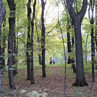 hikers in the forest of the Abbey Arboretum