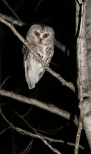 Owl Hoot
