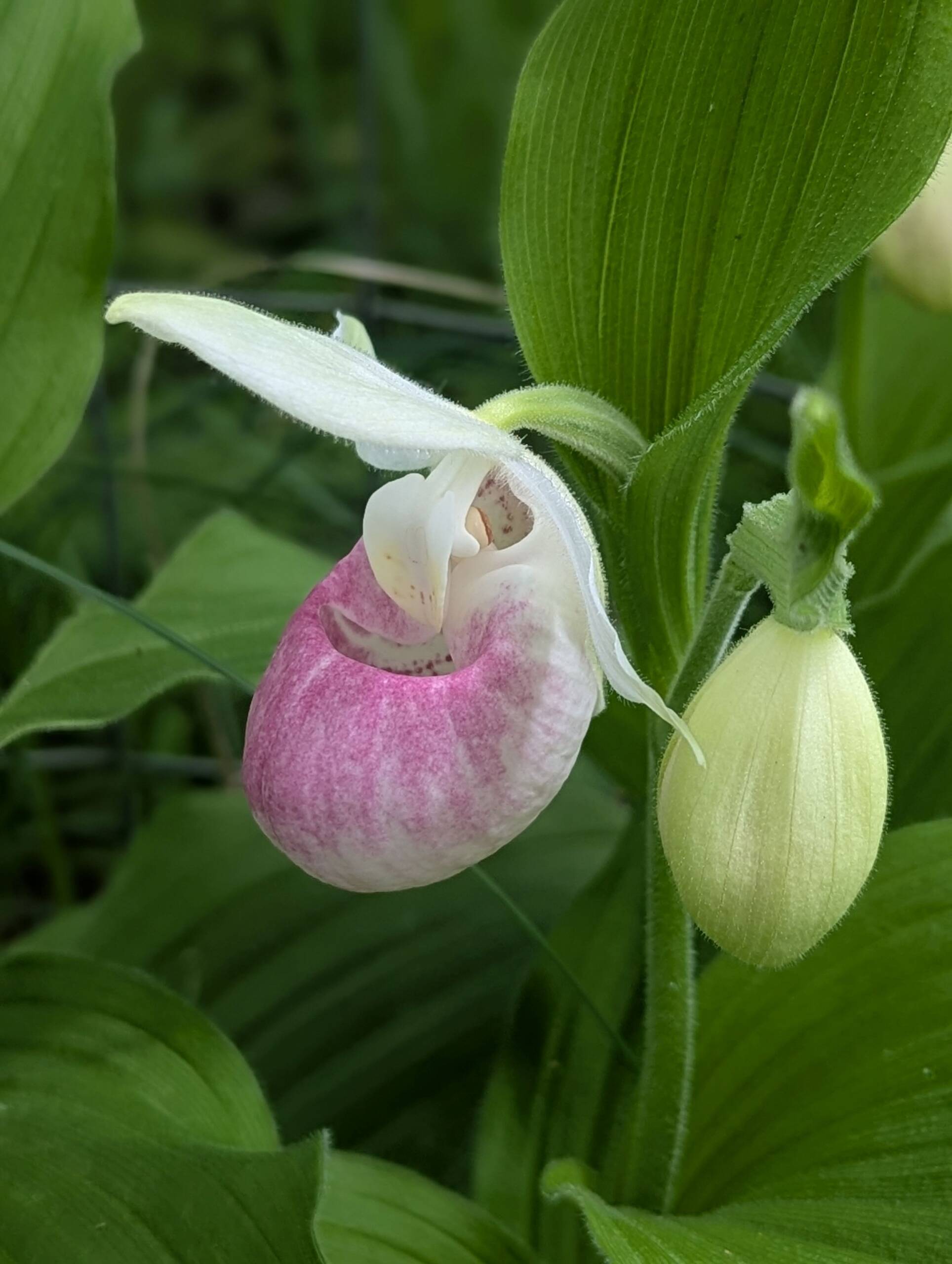 A close-up of a pink and white lady's slipper orchid in bloom next to a pale yellow bud, surrounded by green leaves.
