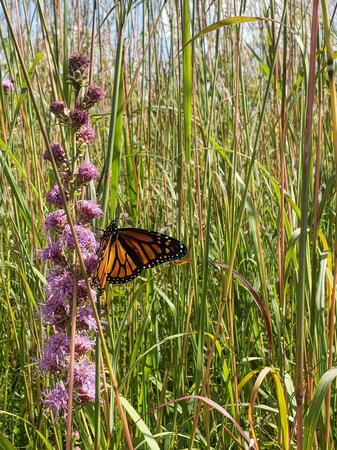 A monarch butterfly with orange and black wings rests on a tall stalk of purple flowers, surrounded by green grasses in a sunlit meadow.