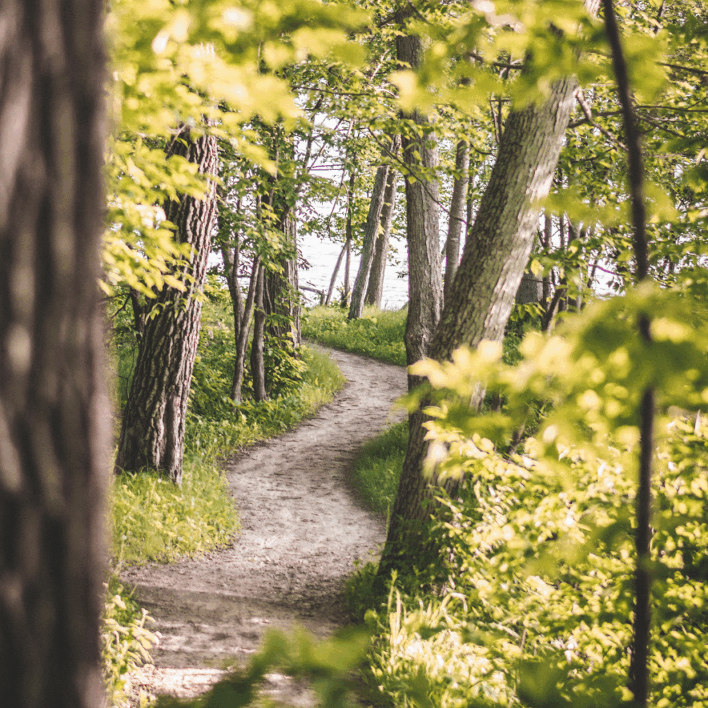 A narrow dirt path winds through a lush, green forest with tall trees and leafy branches, bathed in soft sunlight.
