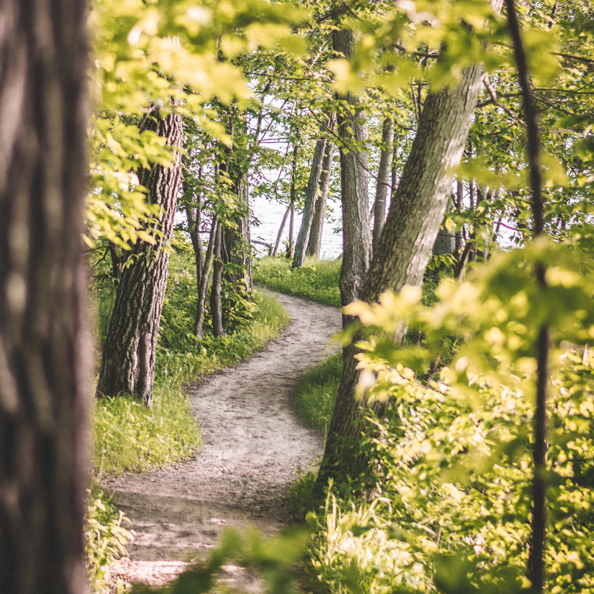 A narrow dirt path winds through a lush, green forest with tall trees and leafy branches, bathed in soft sunlight.