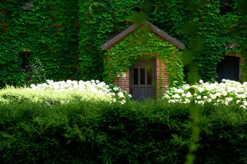 A small brick building with a dark wooden door is covered in lush green ivy. White hydrangea flowers bloom in front, bordered by a well-trimmed hedge. Sunlight highlights the foliage, creating a serene, secluded garden atmosphere.