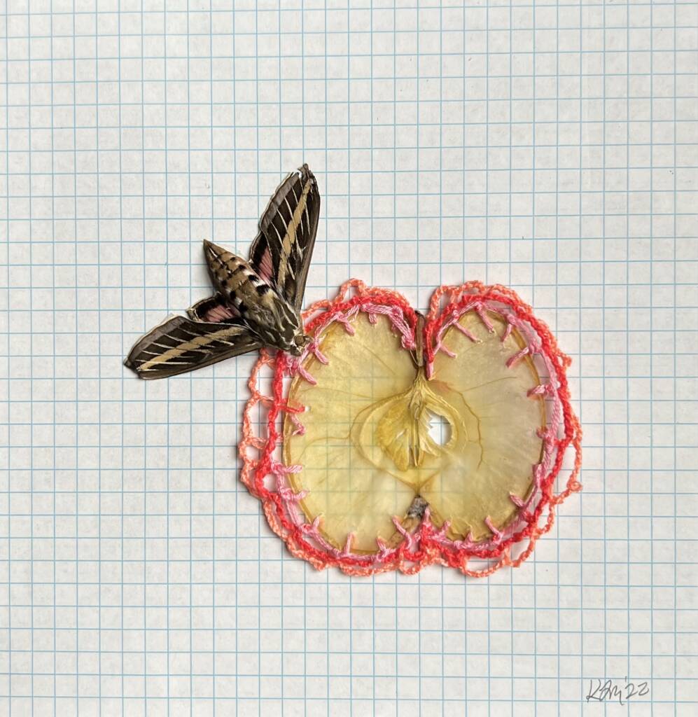 A moth rests next to a pair of dried apple slices sewn together with pink and red thread, forming a circle. The background is graph paper, and a signature is visible in the corner.