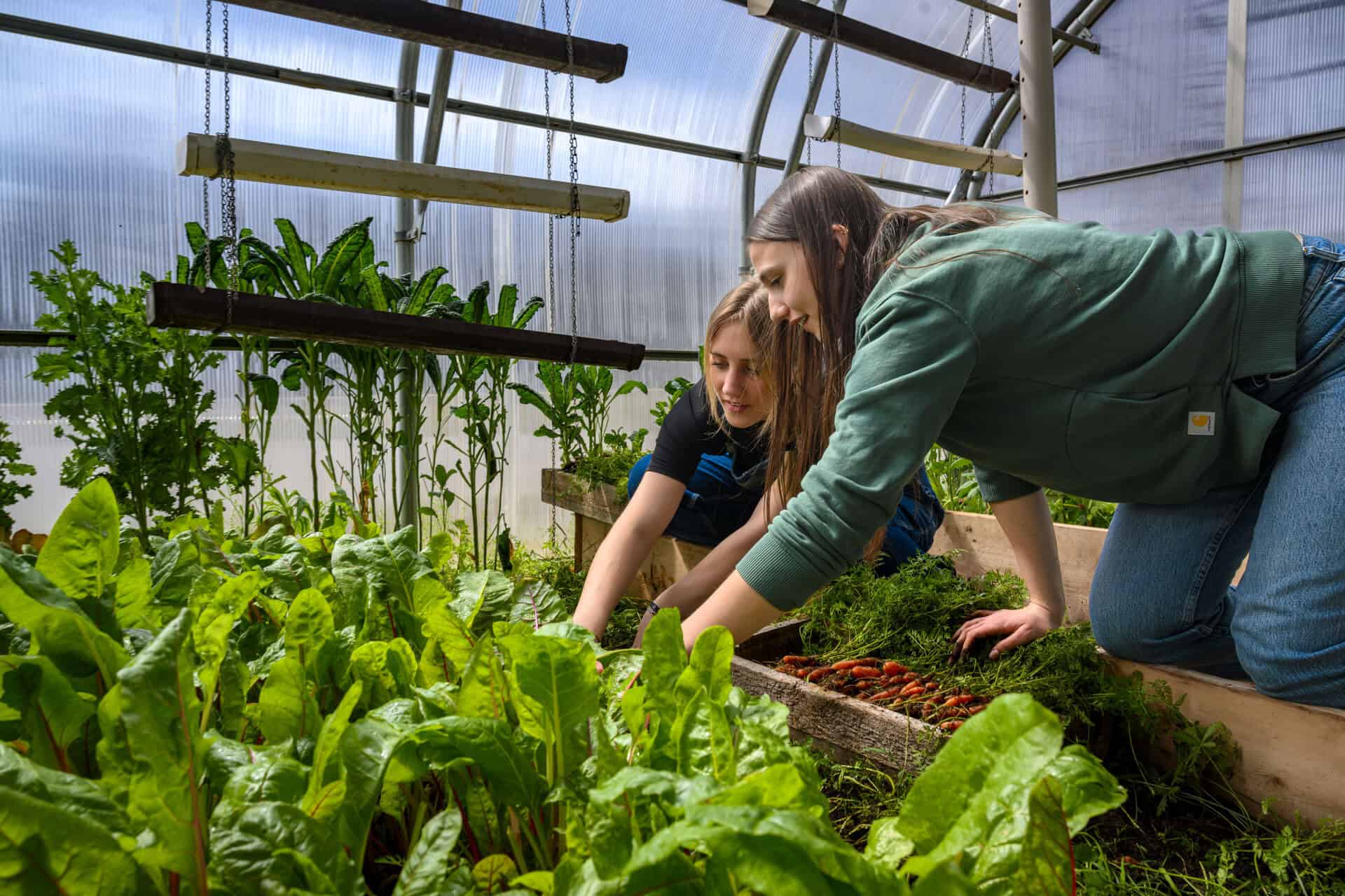 Two people kneel in a greenhouse, harvesting leafy greens and carrots from raised garden beds surrounded by lush plants and natural light.