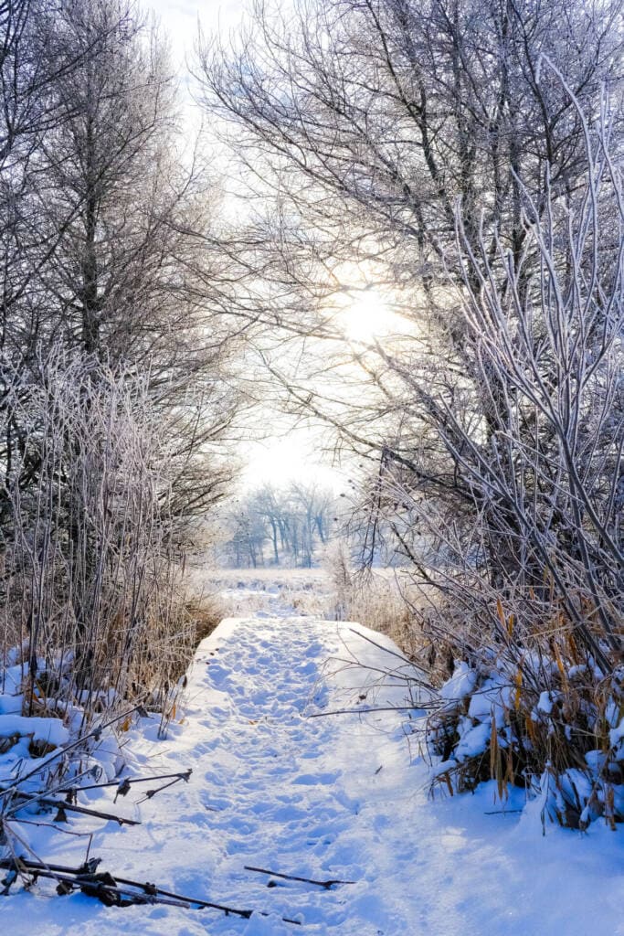 A snowy path lined with frosted trees and bushes leads into the distance, with sunlight shining through bare branches on a bright winter day.
